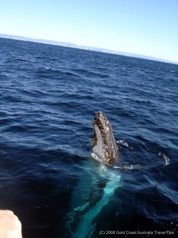 gold coast australia. whale off the Gold Coast.