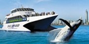 Tall Ship Whale Watch Options