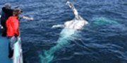 Cooly Whale watch promo