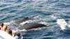 Humpback Whales off Gold Coast