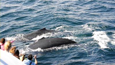 Humpback Whales off Gold Coast