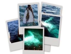 Lots of Big Pictures of Whales!