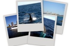 Whale watching in Australia includes the majestic humpback whales and other species.