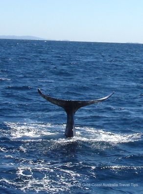 Whale tail picture