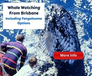 Brisbane Whale Watching Options