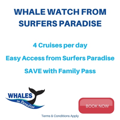 Whale Watching From Surfers Paradise Great Season Opening Deal