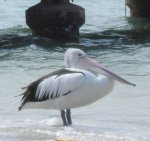 Australian pelican photo showing white body with black feathers on back