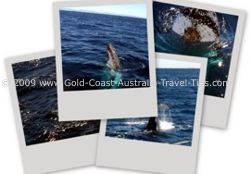Best Time For Whale Watching on the Gold Coast Australia