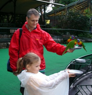 Wild bird feeding the lorikeets at Currumbin.