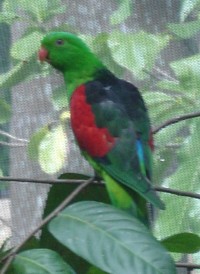 Colourful birds are common in Gold Coast, will you see any?