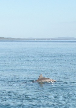Dolphins in the water at Tangalooma. We saw these on the Eco Cruise.