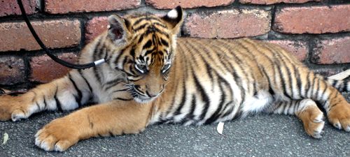 Dreamworld Tiger Cub in the Park - lying down taking it all in!