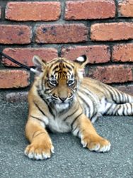Dreamworld Tiger cub lying down