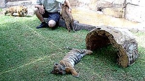 Dreamworld Tiger cubs with handler.