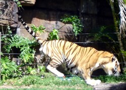 Dreamworld tiger jumping onto log during the Tiger Island presenation.