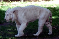Mohan Dreamworld White Tiger