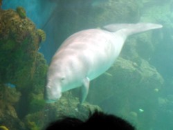 Meet the Dugongs at Sea World