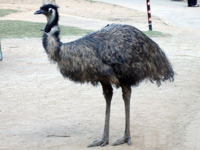 Emu at Currumbin.