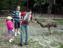 Feeding emu at Currumbin.