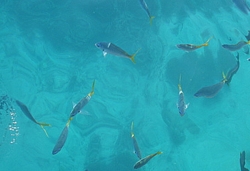 Fish on the Great Barrier Reef Australia
