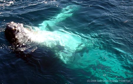 Humpback lying on back in water