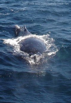 Humpback whale showing dorsal fin