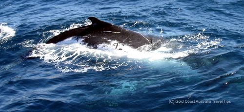Humpback whale picture