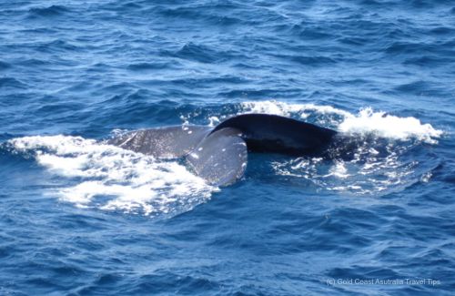 Humpback whale tail picture