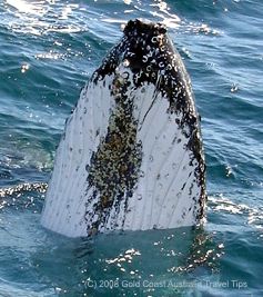 Humpback whale view of head out of water.