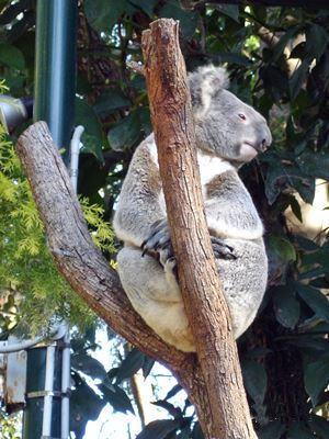 Koala sittingn in a tree at Currumbin.