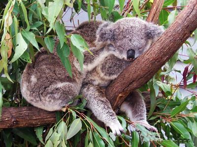 Koala's cuddling in a tree at Currumbin.