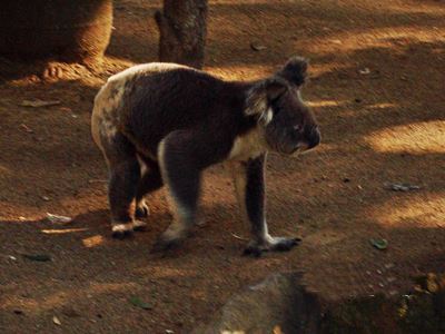 Koala walking on ground at Currumbin.