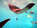 Manta Ray in Shark Bay.