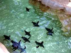 Original Penguins at Sea World