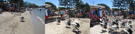 Pelican feeding first there was one, then a few and finally the squadron appeared on the beach!