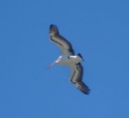 Pelican in flight