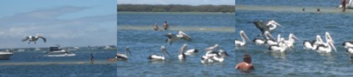 Pelican landing photo showing a pelican coming into land - don' t laugh or they'll poop on your car!