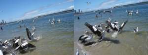 Photos of pelican feeding at Ian Dipple Lagoon, Labrador on the Gold Coast in Queensland Australia