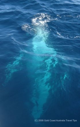 Picture of humpback whale under the water.