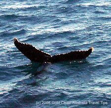 Picture of whale tail