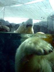 Polar Bear at Sea World