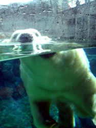 Polar Bear looking at me!