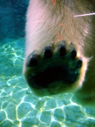 Polar bear paw