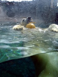 Polar bear playing with ball at Sea World's Polar Bear Shores