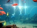 Reef Helmet Dive in Shark Bay - you don't have to have dived before to experience this.