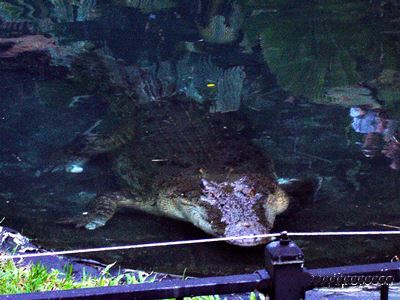 Saltwater Crocodile at Currumbin.