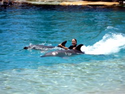 Sea World dolphins