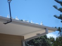 Cheeky seagulls watching pelican feeding from the safety of the Charis Seafood roof!