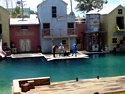 Seal Show at Sea World