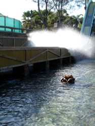 Splashdown at Vikings Revenge Ride Sea World